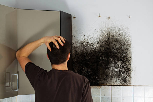 Best Mold Inspection  in Carrollwood, FL