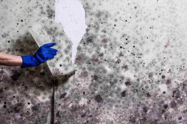 Best Commercial Mold Removal  in Carrollwood, FL